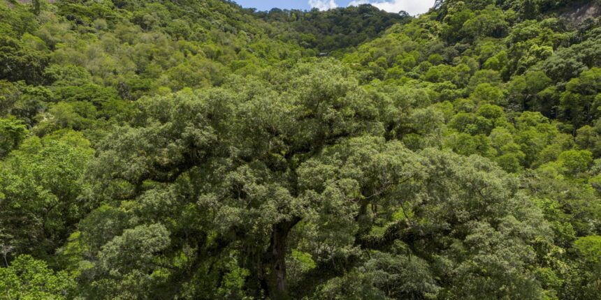 instituicoes-financeiras-tem-baixo-desempenho-em-sustentabilidade