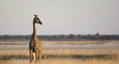 Estudo com mais de 500 crânios confirma que há quatro espécies distintas de girafas na África